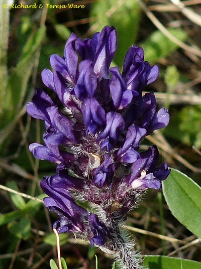 {Pediomelum subacaule}